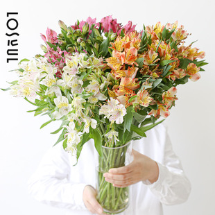 六出花水仙百合鲜切混色鲜花一周一花花束小众ins办公桌家庭装饰