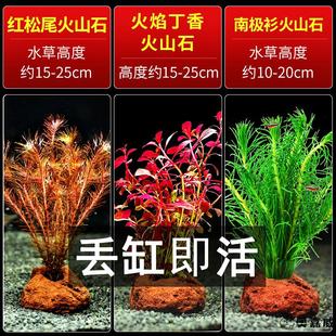 蜈蚣草火山石水草水榕鱼缸装饰造景观摆件躲避屋底砂海草真草植物