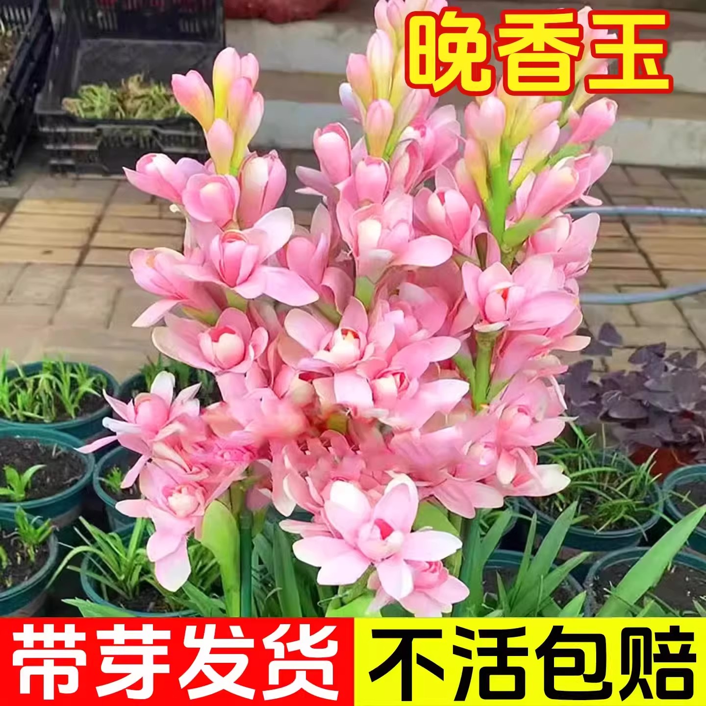 重瓣晚香玉种球浓香型大花球根带花苞庭院花卉盆栽多年生夜来香