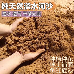 天然河沙多肉配土沙土鱼缸底沙乌龟冬眠孵化黄沙土水族造景底沙