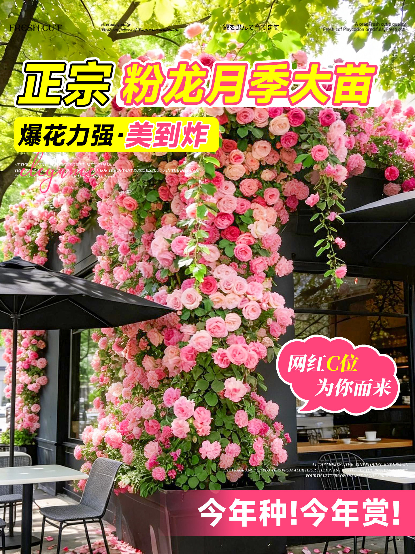 特大母本蔷薇花苗爬藤月季植物四季开花庭院爬墙藤本室外花卉盆栽