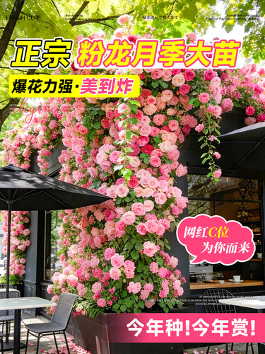 特大母本蔷薇花苗爬藤月季植物四季开花庭院爬墙藤本室外花卉盆栽