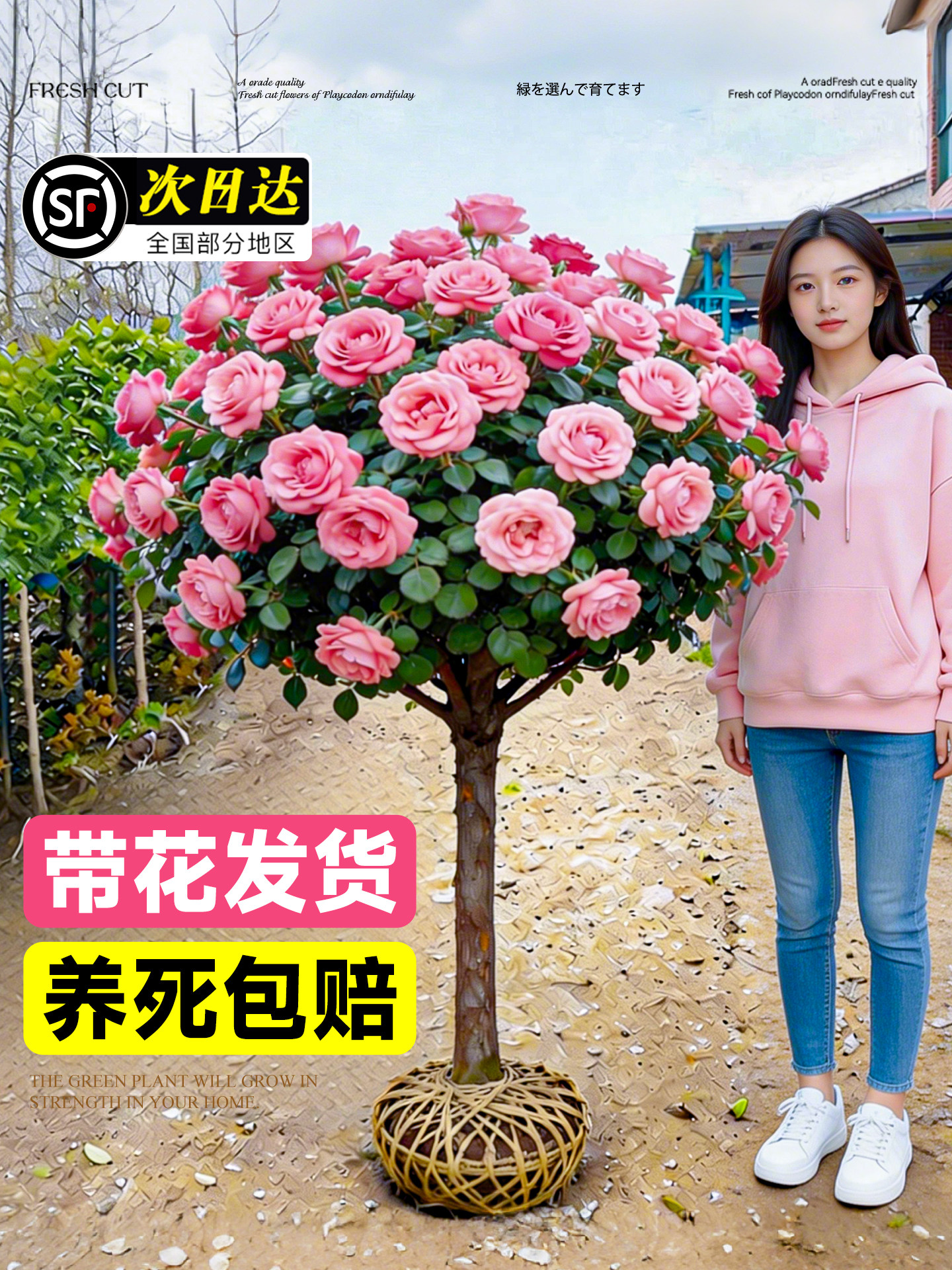 粉色棒棒糖树桩月季花苗盆栽花卉庭院特大老桩玫瑰花树苗四季植物