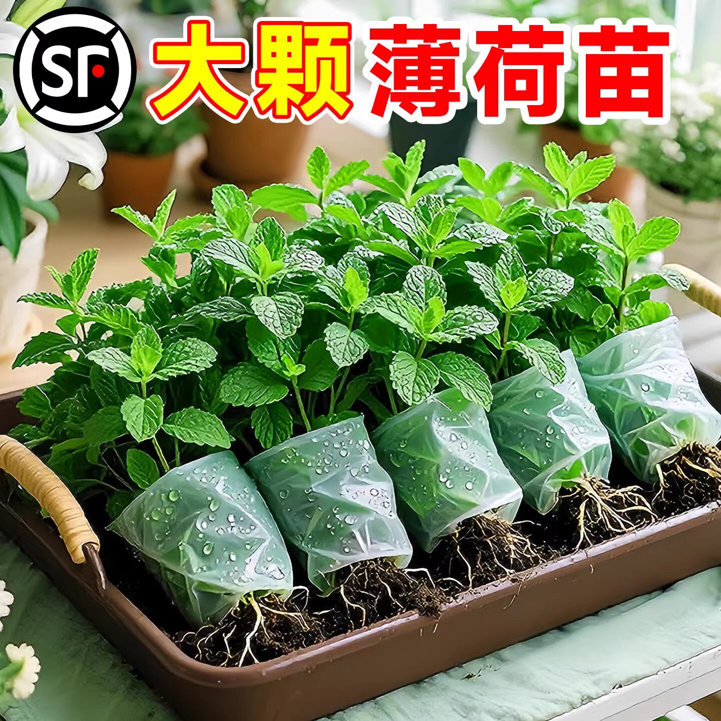 薄荷秧苗盆栽可食用室内植物水培柠檬薄荷叶迷迭香驱蚊草绿植好养