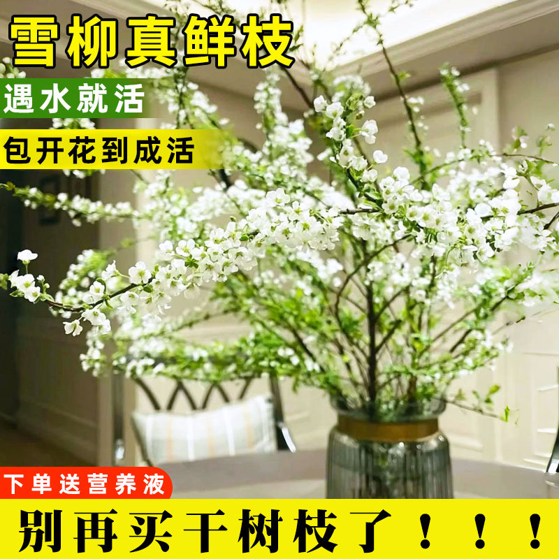 雪柳鲜枝干枝支室内水养水培植物插花卉好养易活银柳绿植盆栽龙柳