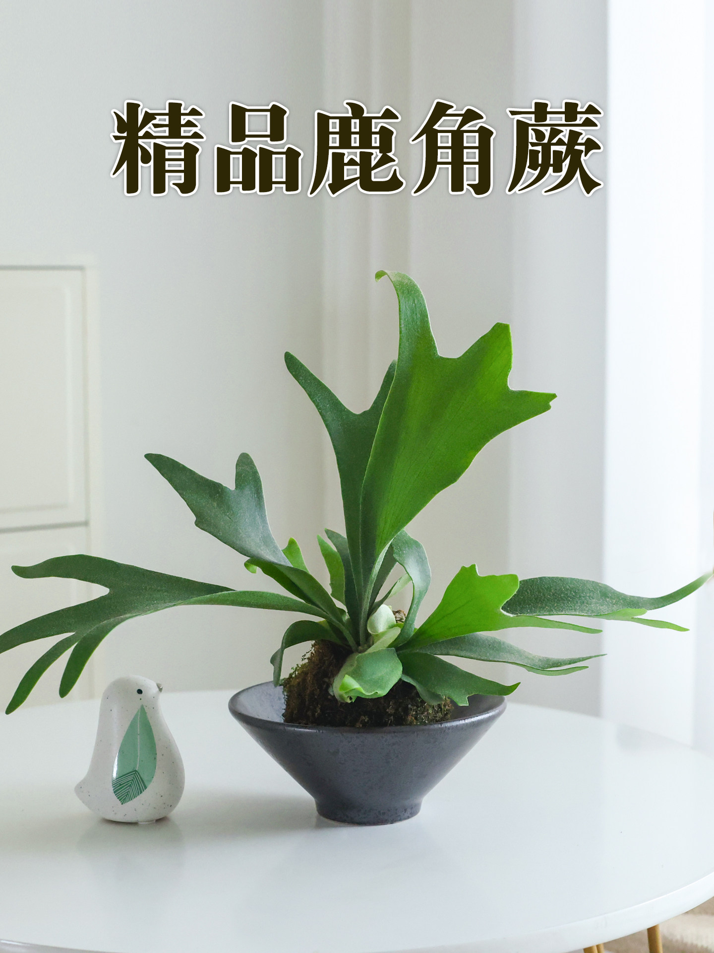 鹿角蕨苔藓球水培植物水养懒人盆栽花卉盆景绿植蕨类观叶四季好养