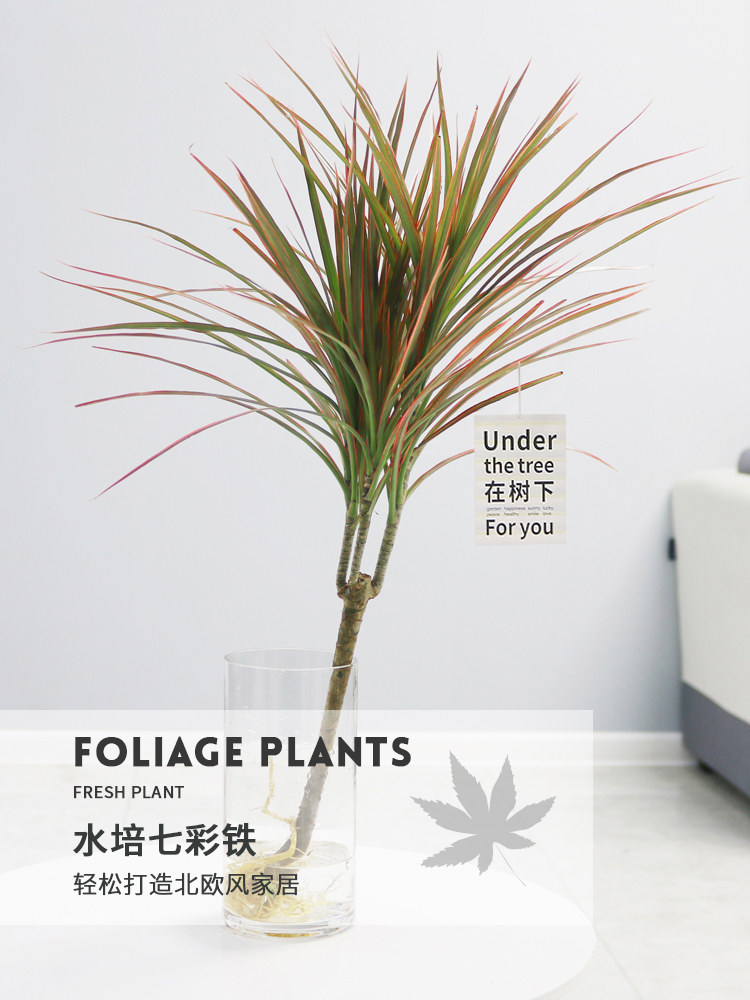 水培植物七彩铁水养盆栽带根老桩千年木好养易活净化空气懒人好养