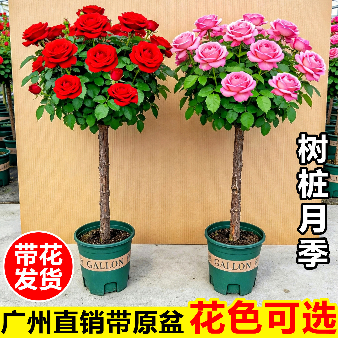 棒棒糖月季老桩特大花苗树桩月季花盆栽阳台庭院四季开玫瑰花树苗
