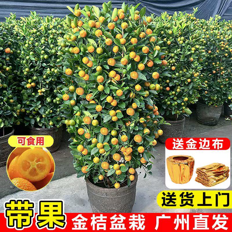 金桔树盆栽可食用客厅老桩大树办公室内年桔带果盆景门口橘子树苗