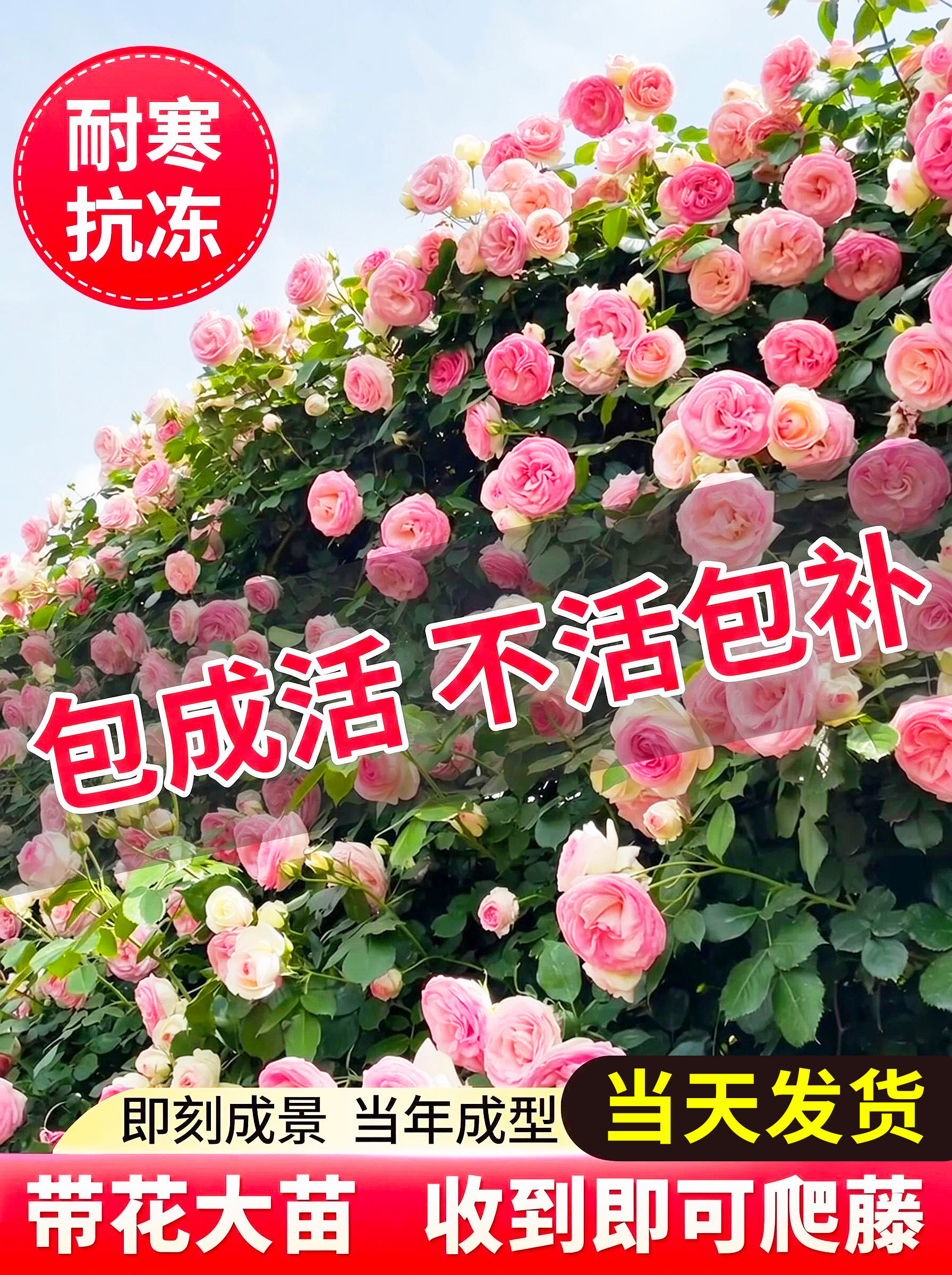 蔷薇花苗藤本月季特大花苗庭院藤曼植物多季开花玫瑰爬藤植物爬墙