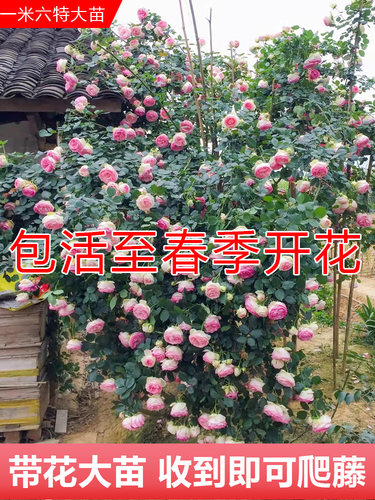 【1米6大苗】蔷薇花苗藤本月季特大花爬藤植物多季开花卉盆栽玫瑰