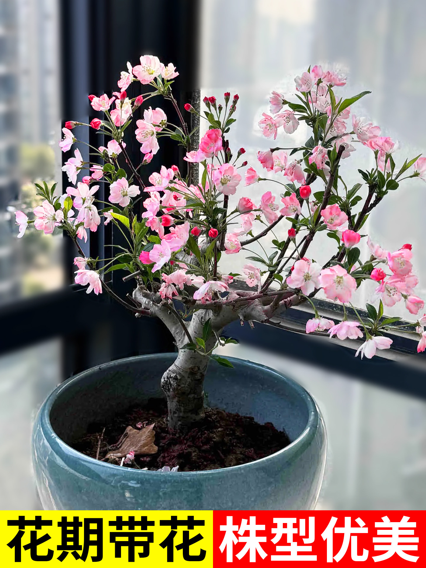 长寿冠海棠花盆栽室内阳台庭院花园西府海棠盆景垂丝海棠花卉植物