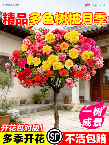 树桩月季特大花庭院植物嫁接花苗树状棒棒糖月季树苗盆栽玫瑰花卉