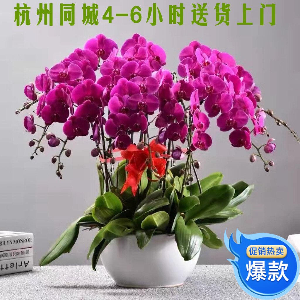 蝴蝶兰盆栽带花苞花剑真鲜花开业乔迁送礼高档花卉大盆景室内客厅