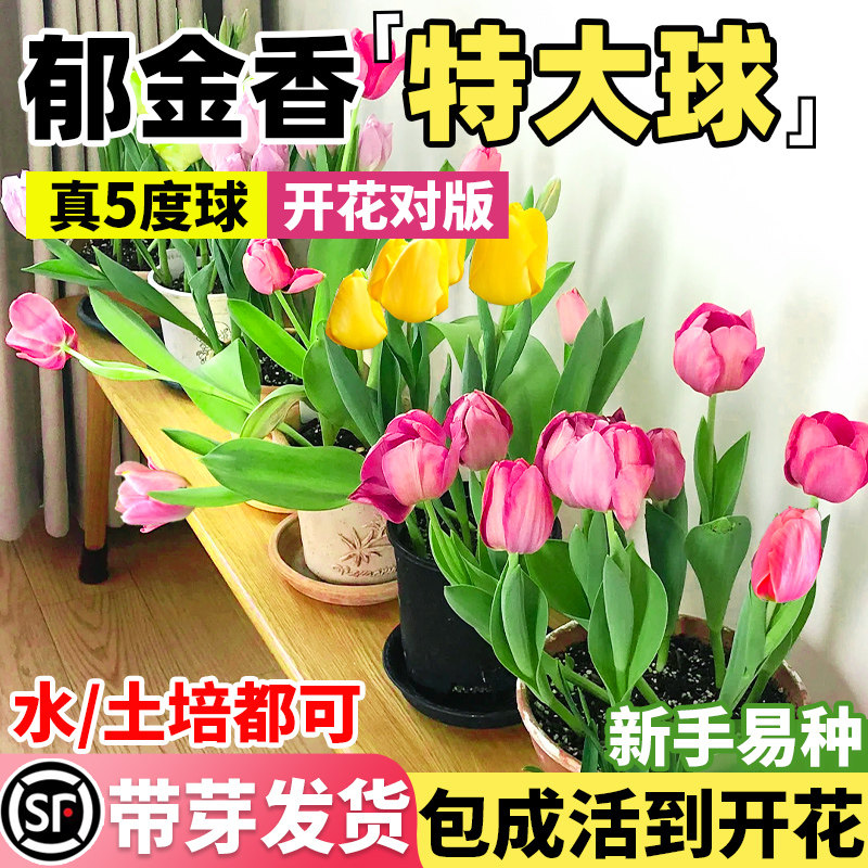 荷兰郁金香种球五度球水培土养景区花海室内外耐寒花卉盆栽植物苗
