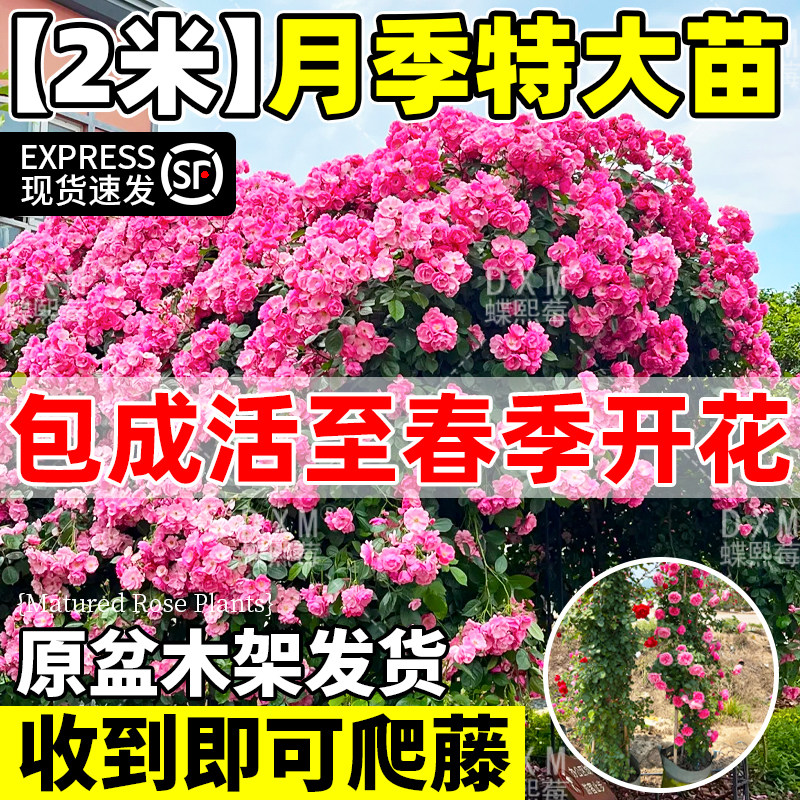 蔷薇花苗两米大苗藤本月季特大花爬藤植物多花四季开花卉盆栽玫瑰