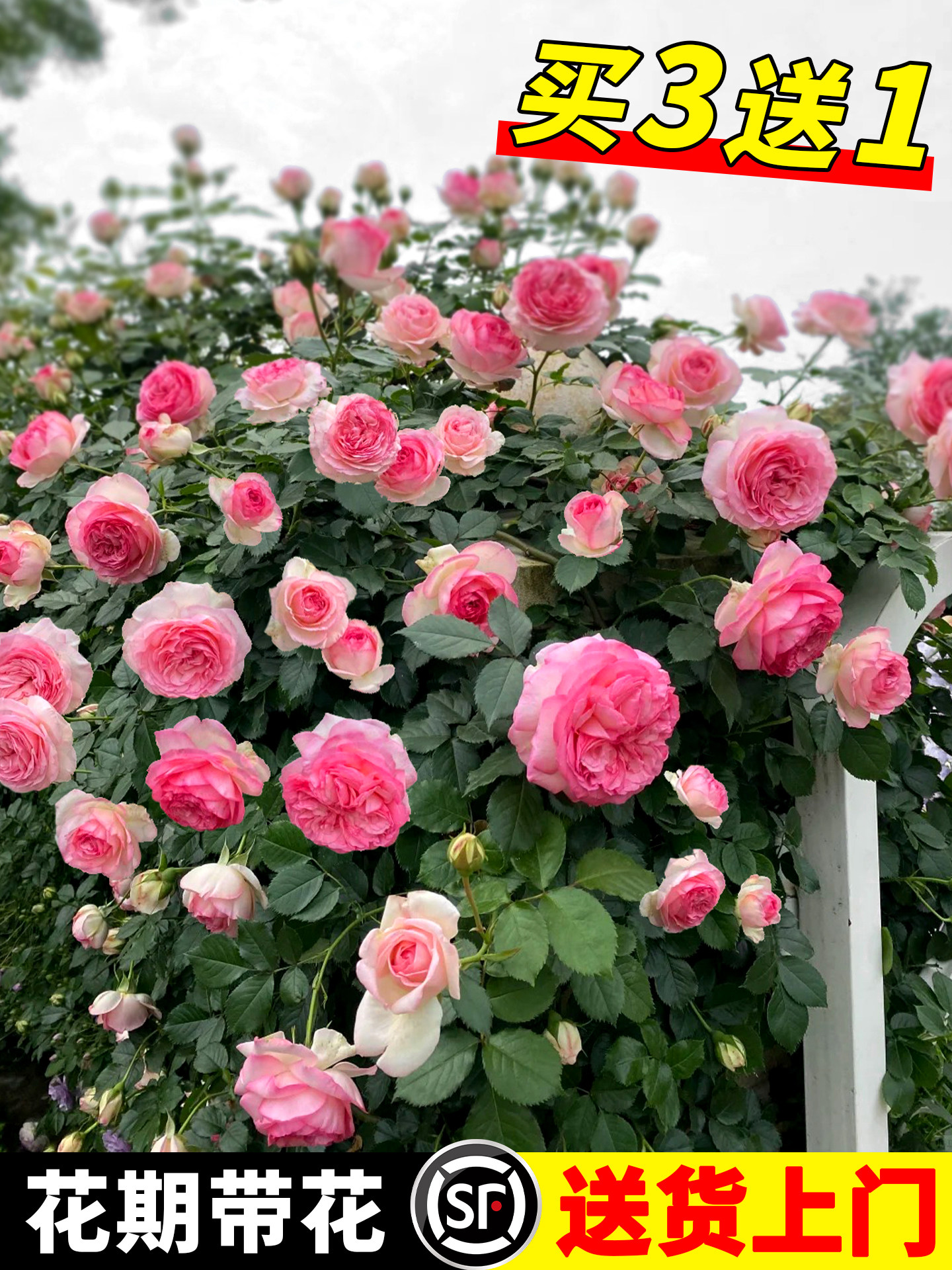 蔷薇花苗爬藤四季大苗开花庭院蒂娜爬墙藤本龙沙宝石月季花苗盆栽