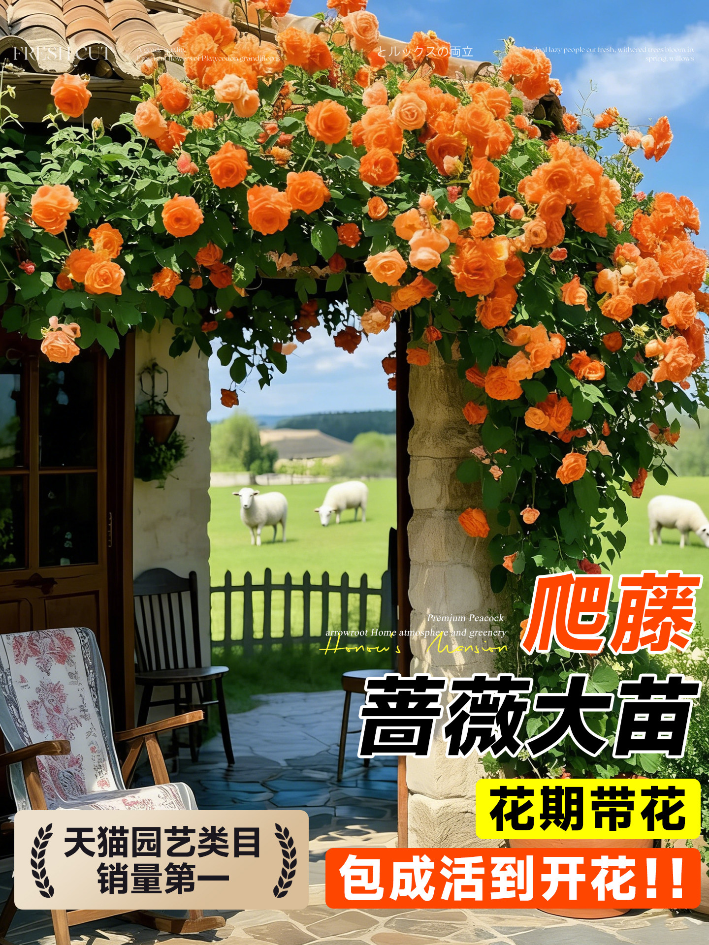 蔷薇花苗藤本月季特大花树庭院爬藤植物花卉盆栽阳台玫瑰四季花卉