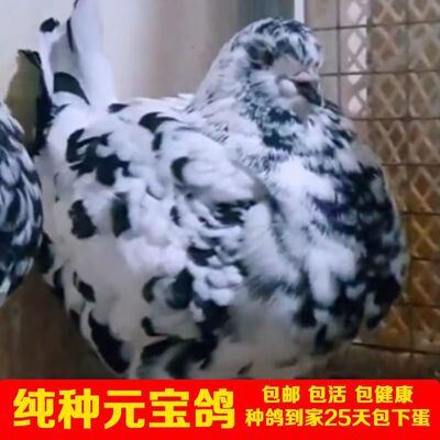 八斤 纯种一对特大型鸽子活体观赏鸽信鸽肉鸽包邮包活包下蛋