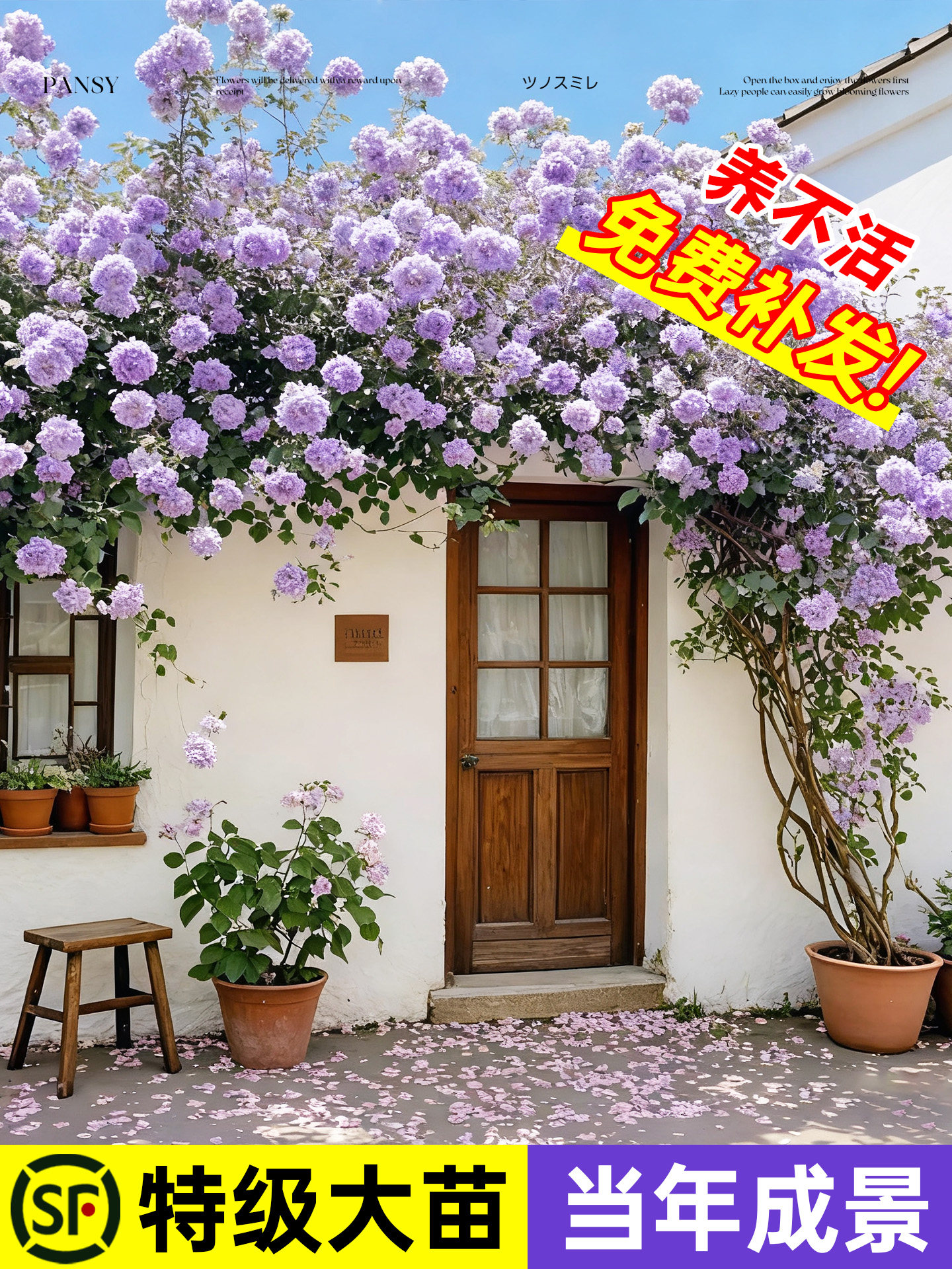 蔷薇花苗藤本月季花树大苗庭院爬藤植物阳台花卉爬墙玫瑰耐寒盆栽