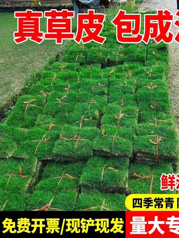 草皮真草坪带泥土四季青别墅花园庭院绿化地毯马尼拉百慕大护坡草