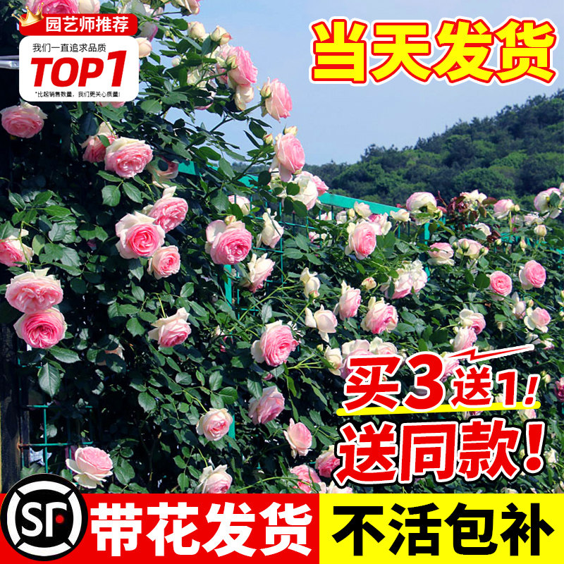 1米8大苗耐寒蔷薇花苗藤本月季特大花爬藤植物盆栽玫瑰红玫瑰花卉