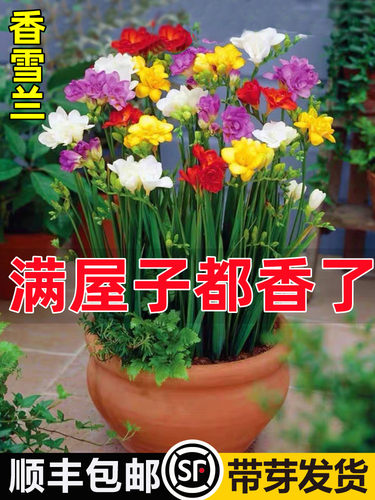 进口香雪兰重瓣种球好养盆栽