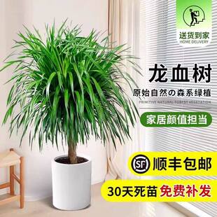 龙须树盆栽四季常青懒人植物室内客厅落地真绿植千年木多头龙血树