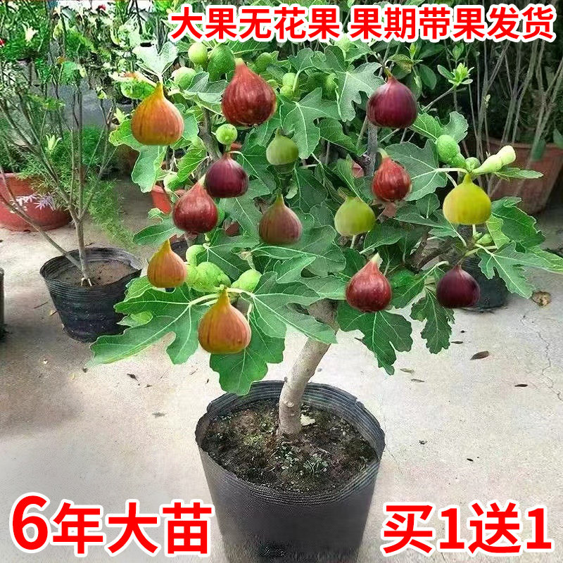 基淘矮化盆栽无花果苗特大果图片