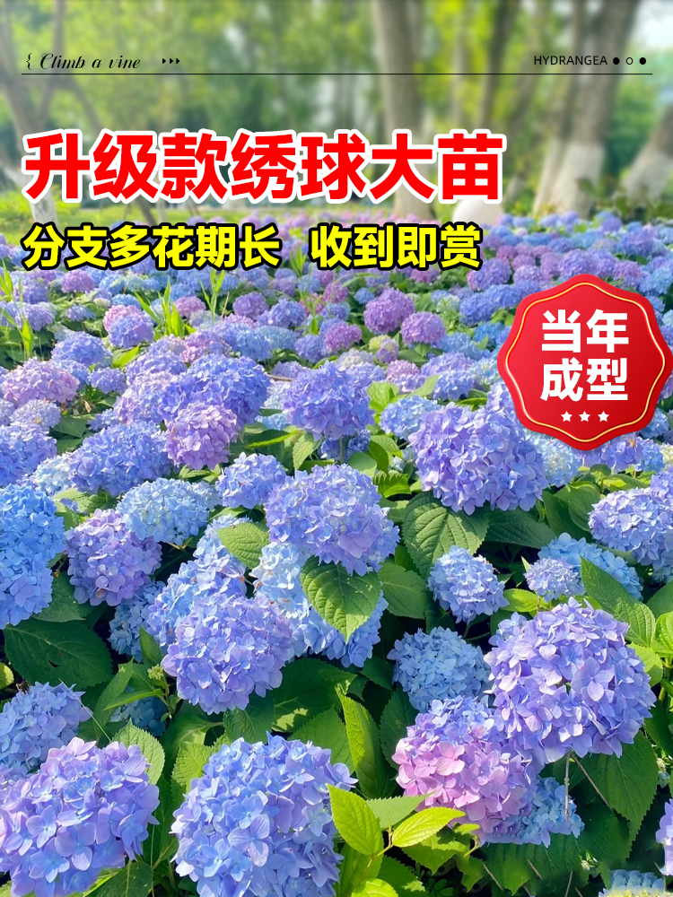 绣球花苗四季多花无尽夏庭院阳台花卉花园绿植物绣球花盆栽带花苞