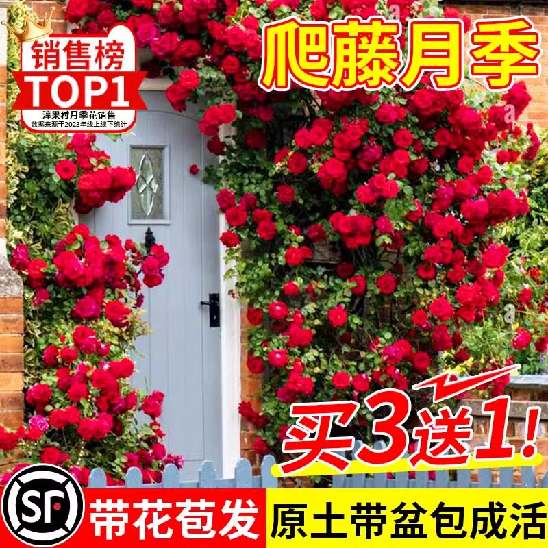 蔷薇花苗爬藤植物庭院浓香爬墙玫瑰盆栽藤本月季特大花卉四季开花