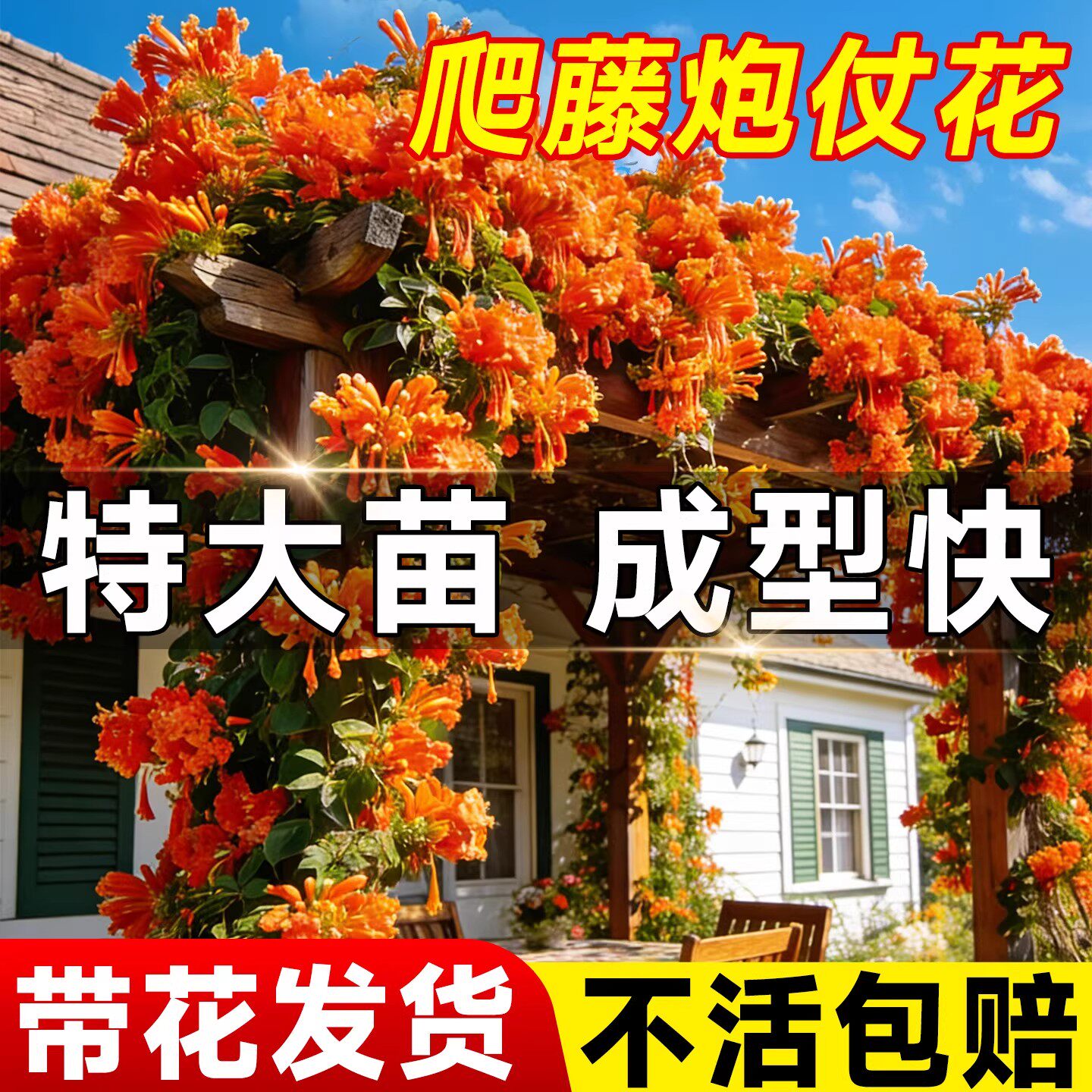 炮仗花爬藤植物四季可种卉盆栽阳台庭院凌霄花苗老桩大苗藤蔓爬墙