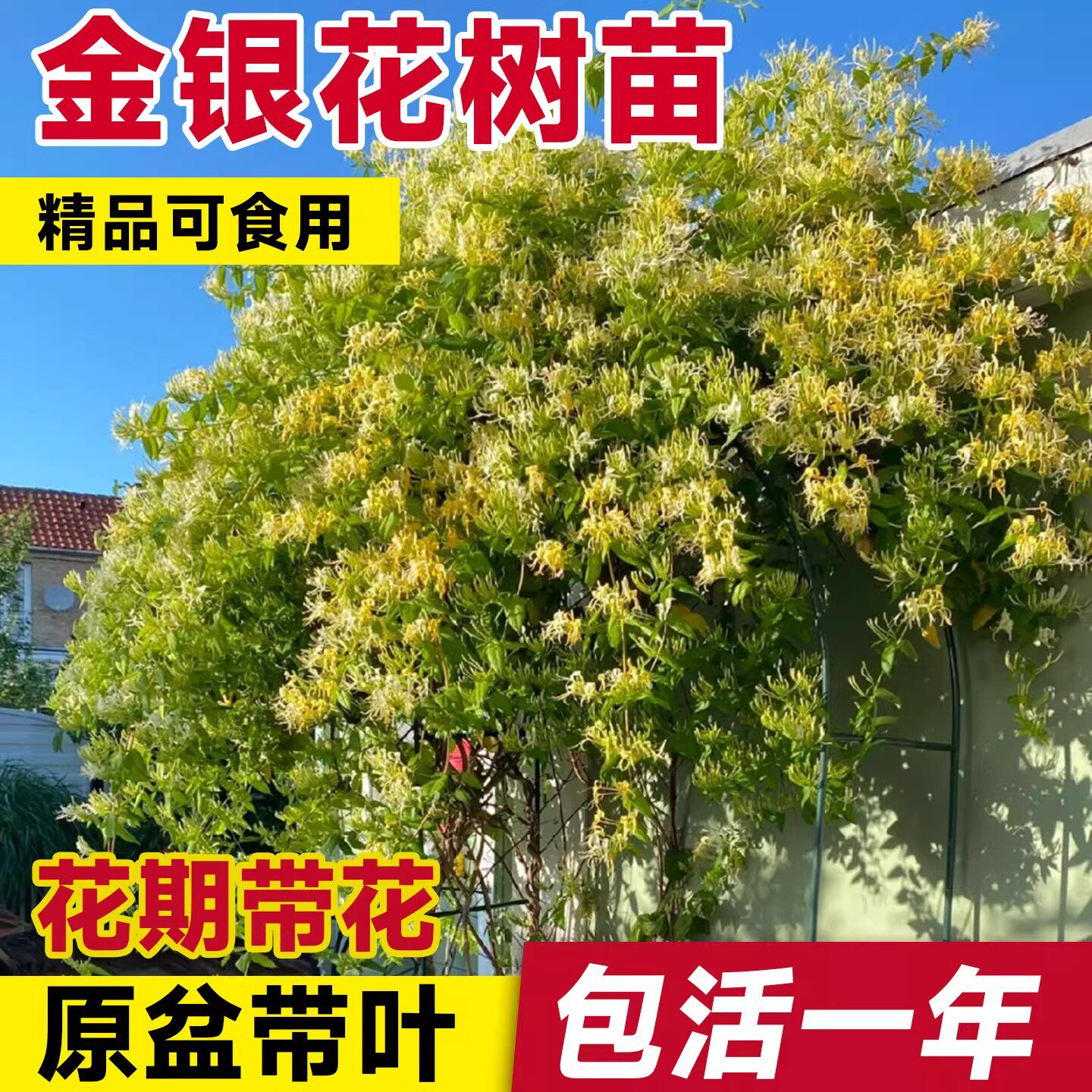 可食用金银花树苗浓香花卉盆栽阳台庭院四季爬藤植物老桩带花苞