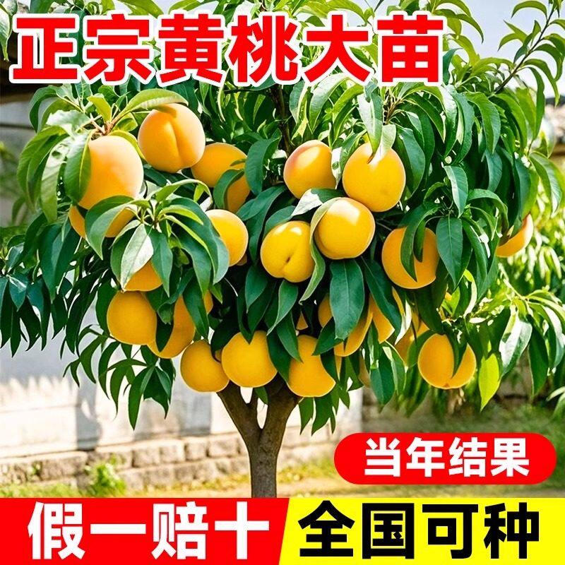 黄桃树苗桃树果苗嫁接果苗南方北方盆栽种植桃苗现挖现发当年结果