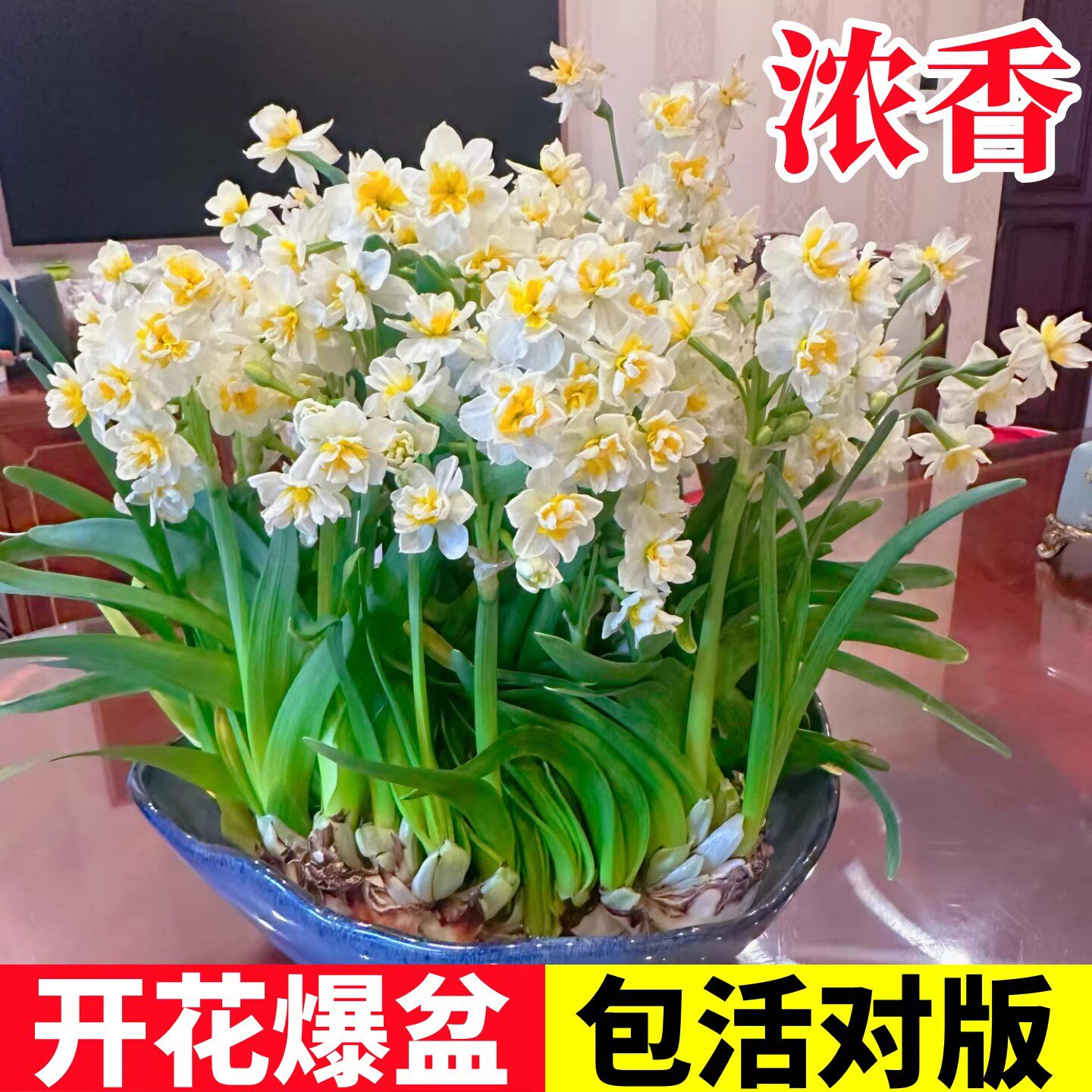 重瓣水仙花种球水养盆栽秋冬开花卉植物室内花绿植水培好养带花苞