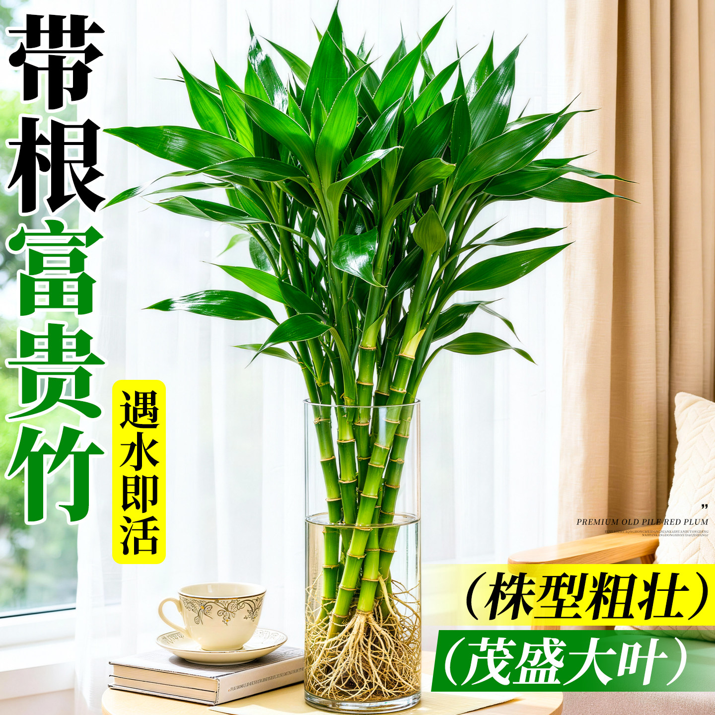 带根富贵竹水培植物客厅春天装饰花卉绿植盆栽水竹子观音竹文昌竹