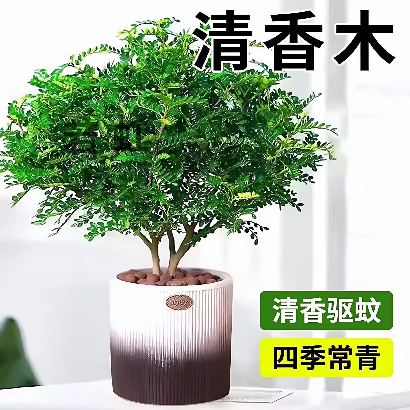 正宗清香胡椒木盆栽花卉室内驱虫驱蚊草绿植物树苗老桩盆景九里香