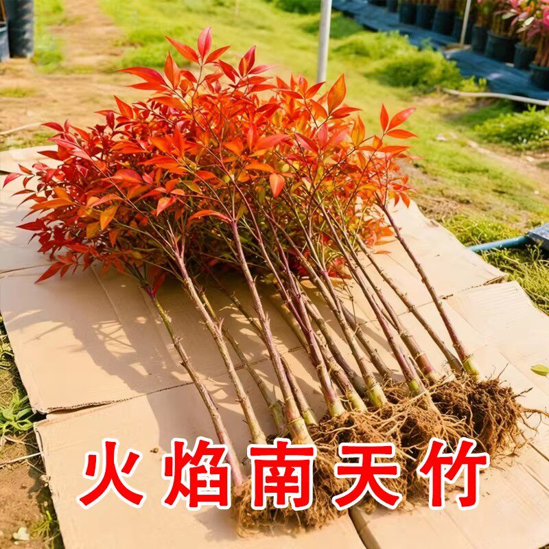 火焰南天竹盆栽庭院别墅室内耐寒红叶植物四季常青绿化苗木好养活