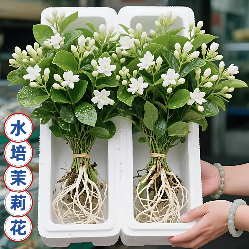 水培茉莉花苗盆栽带花苞老桩驱蚊九里香栀子花卉绿植物室内四季绿