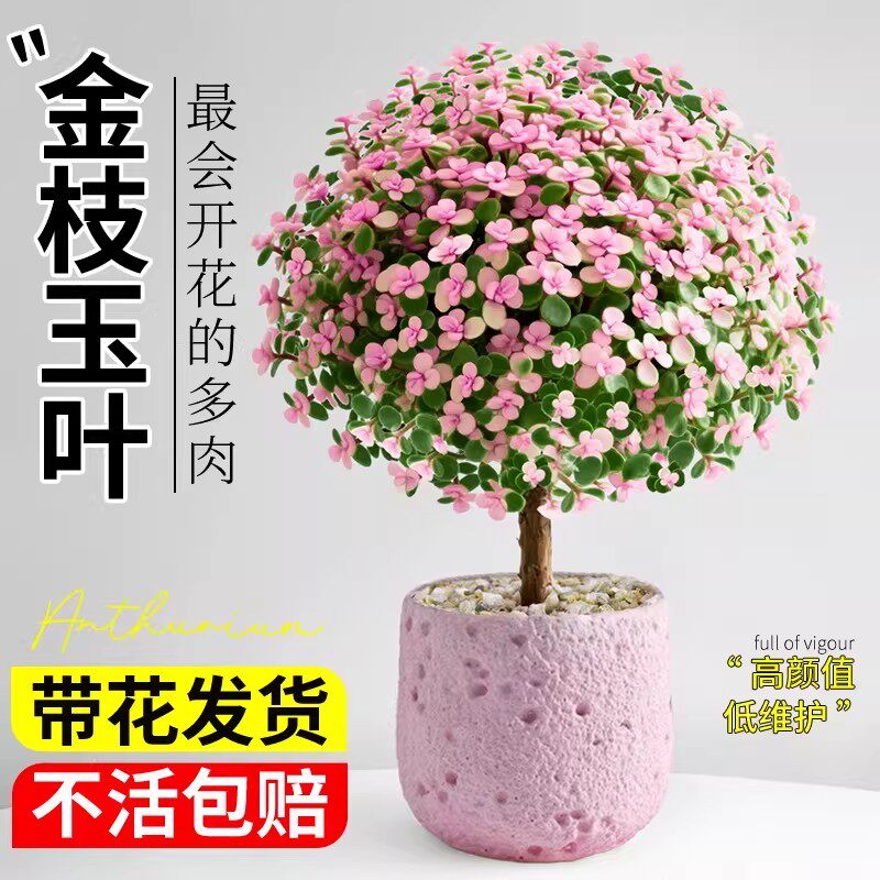 金枝玉叶老桩多肉植物室内小盆栽大颗好养新手花卉办公室桌面绿植