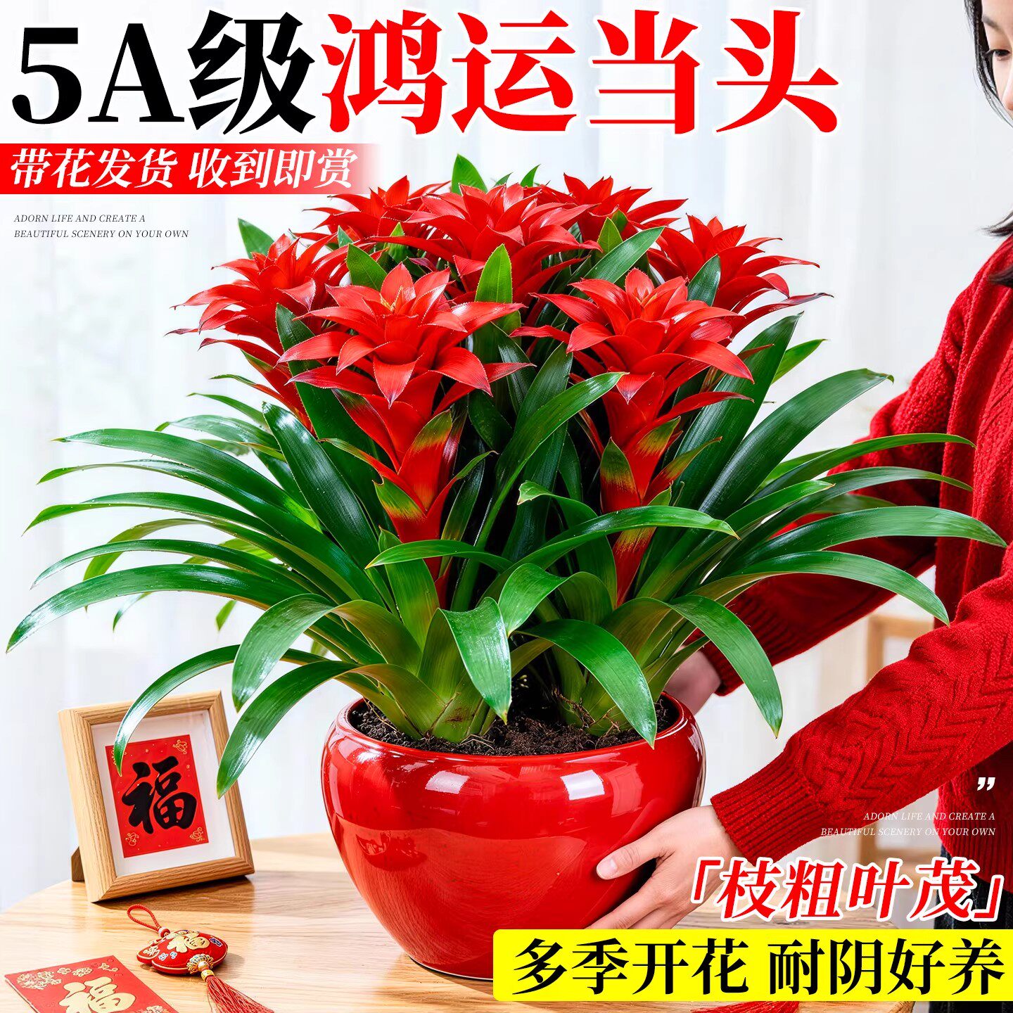 鸿运当头盆栽带花红掌年宵花室内绿植客厅真花大盆景新款四季花卉