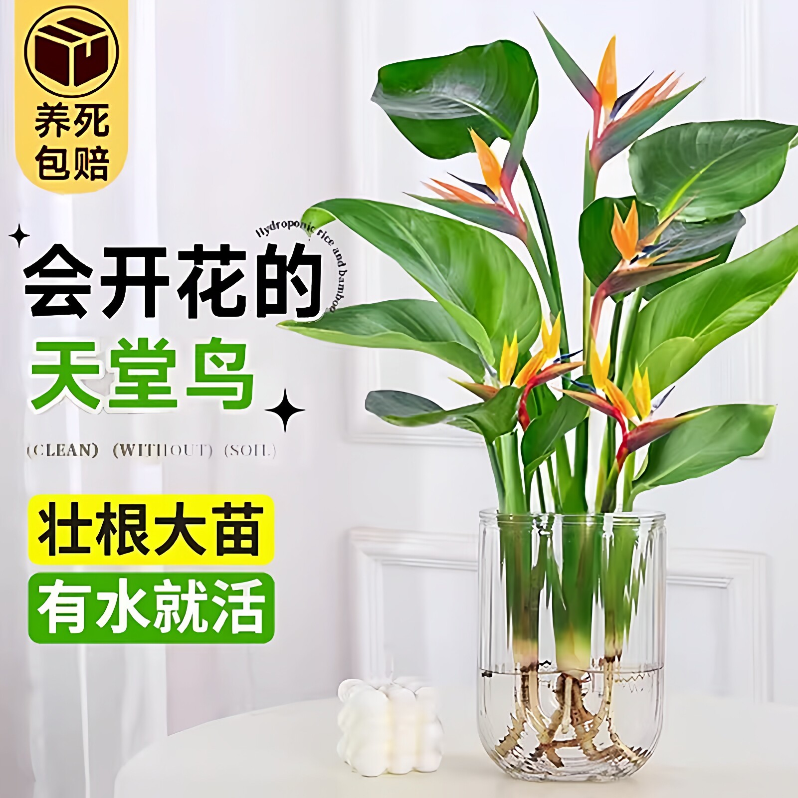 水培天堂鸟盆栽桌面北欧观叶四季常青绿植物室内大叶水养耐阴客厅