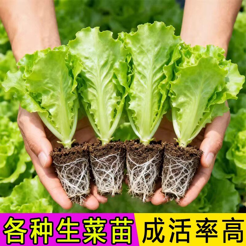 意大利生菜秧苗蔬菜苗大全庭院阳台盆栽菜苗四季种植大白菜娃娃菜
