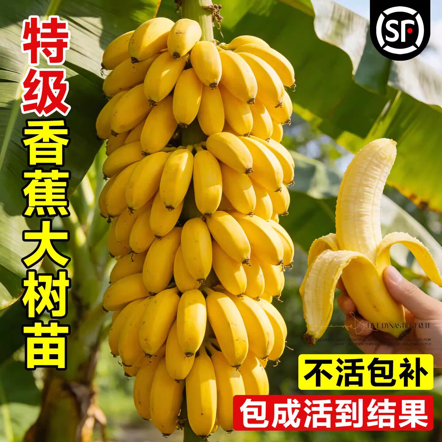 香蕉树苗盆栽地栽芭蕉粉蕉耐寒矮化香蕉苗南方北方四季庭院果树苗