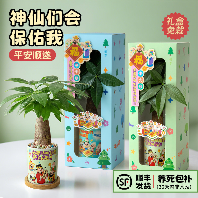 植季发财树小盆栽工位绿植盆景懒人好养活办公室桌面植物生日礼物