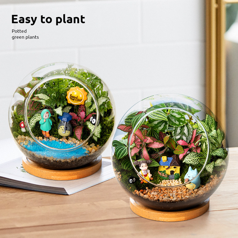 苔藓微景观小盆景办公室客厅桌面植物治愈解压生态瓶盆栽新年礼物