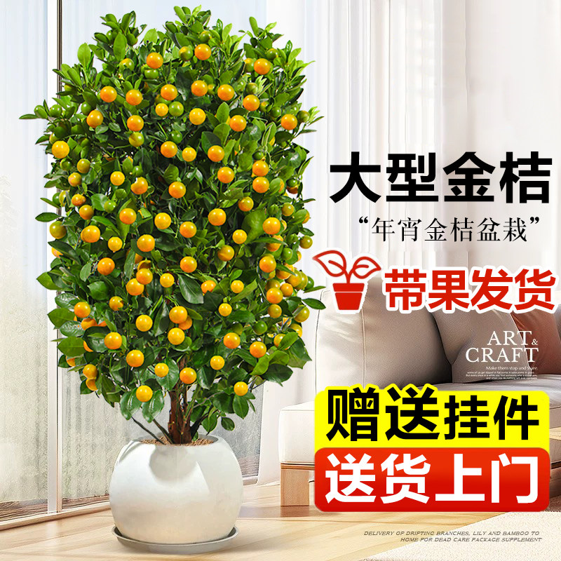 金桔树盆栽带果四季橘子桔子树苗植物客厅室内大型绿植送礼年宵花