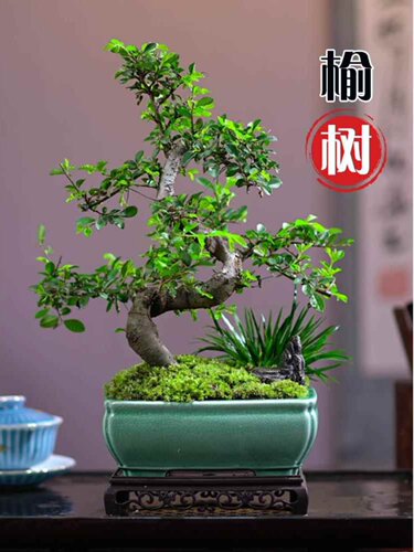 小叶榆树盆景老桩飘枝造型盆栽室内客厅阳台庭院绿植四季常青植物