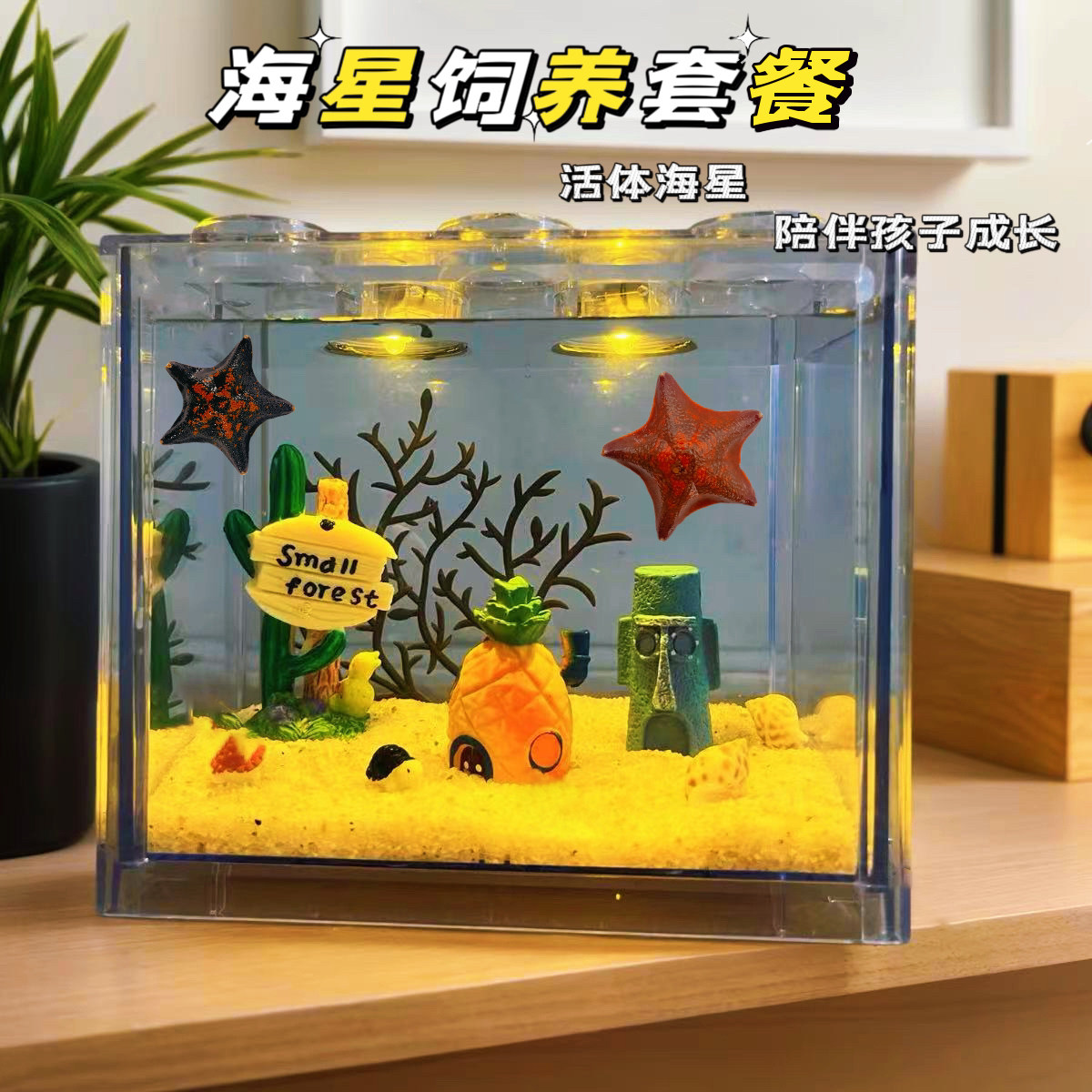 宠物活海星饲养套装儿童科学小实验小学生海洋生物标本桌面生态缸