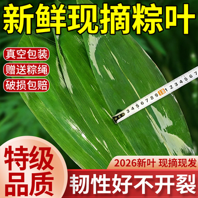 现摘粽叶新鲜粽子叶大号包粽子专用干旗舰店特大广西送粽绳端午节